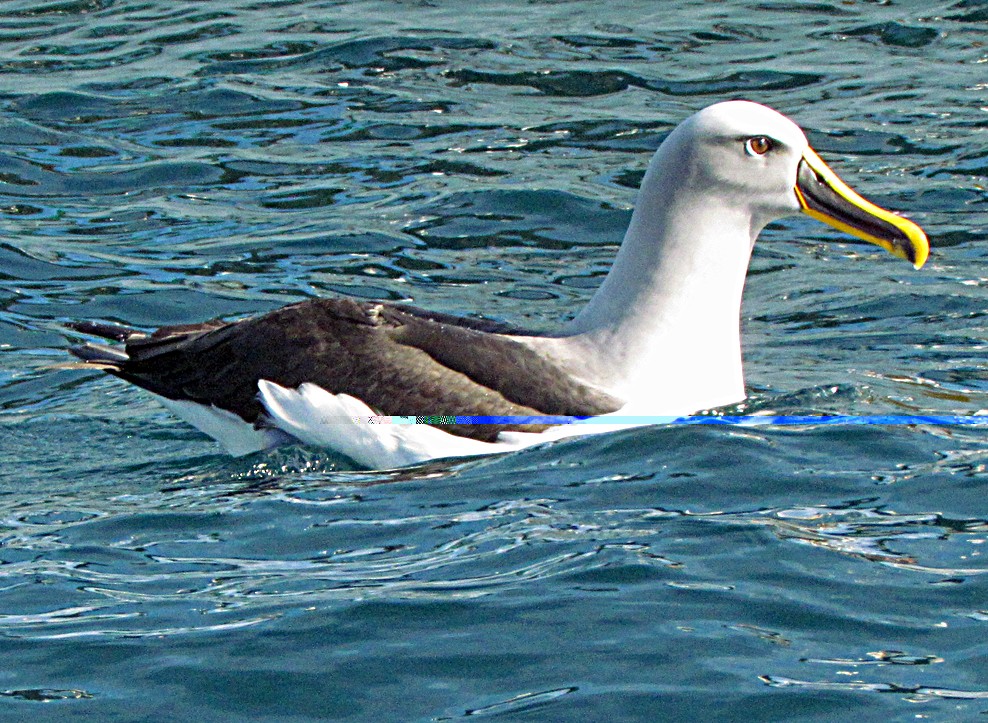 Buller's Albatross - ML645687999