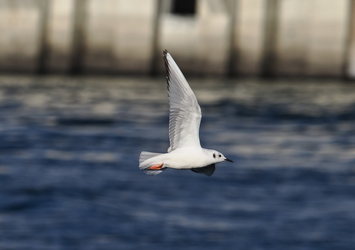 Bonaparte's Gull - ML645688000