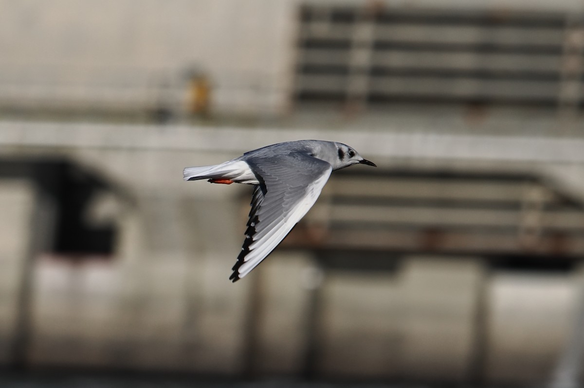 Bonaparte's Gull - ML645688004