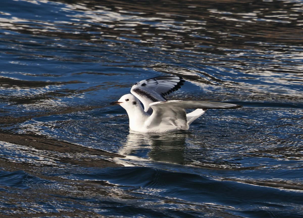 Bonaparte's Gull - ML645688005