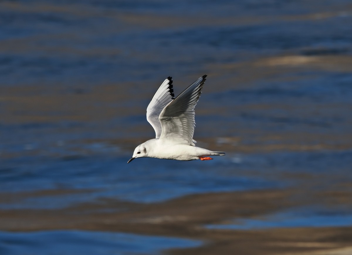 Bonaparte's Gull - ML645688006