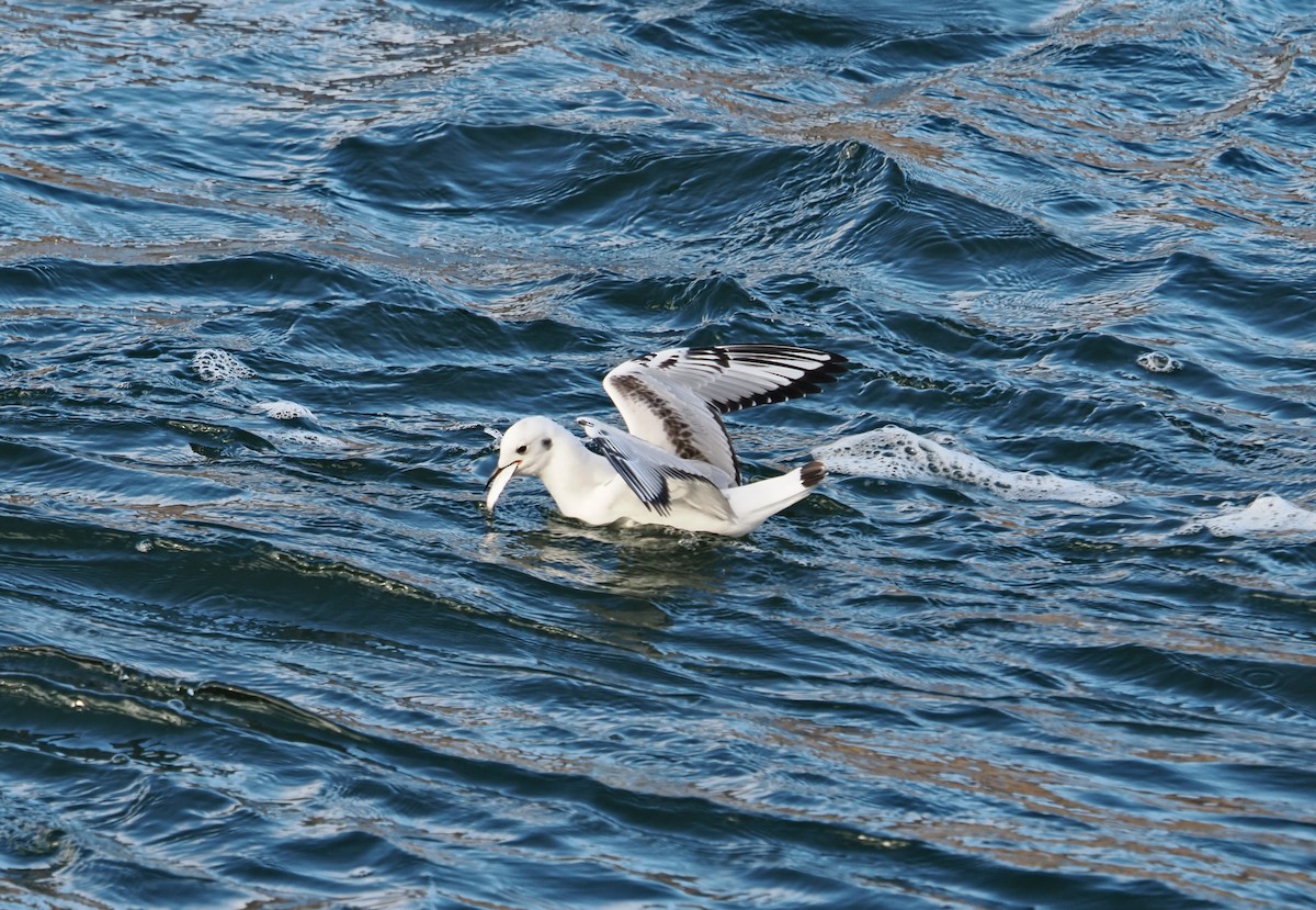 Bonaparte's Gull - ML645688007