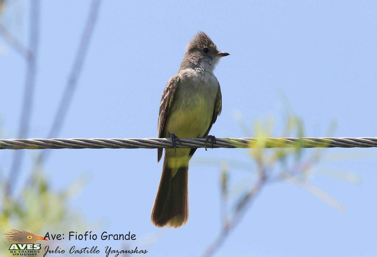 Large Elaenia - ML645688010