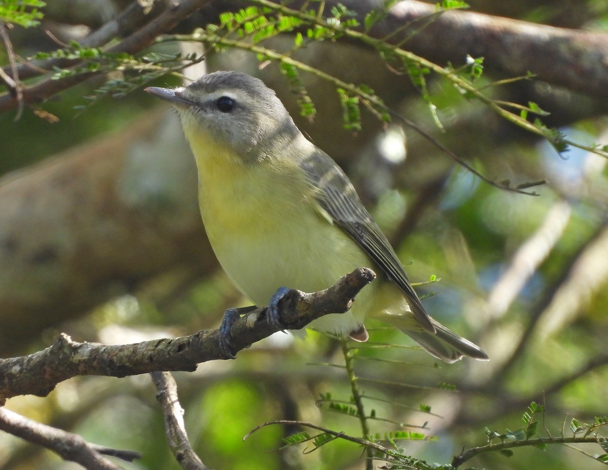 Philadelphia Vireo - ML645688015