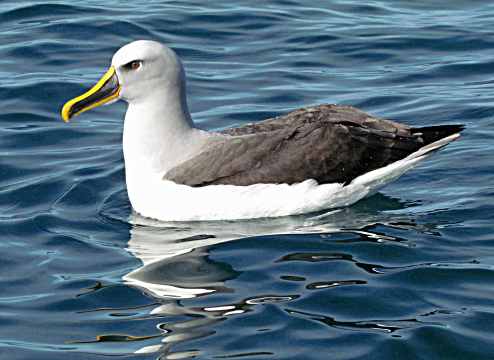 Buller's Albatross - ML645688016