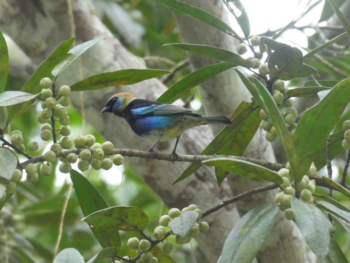 Golden-hooded Tanager - ML645688026