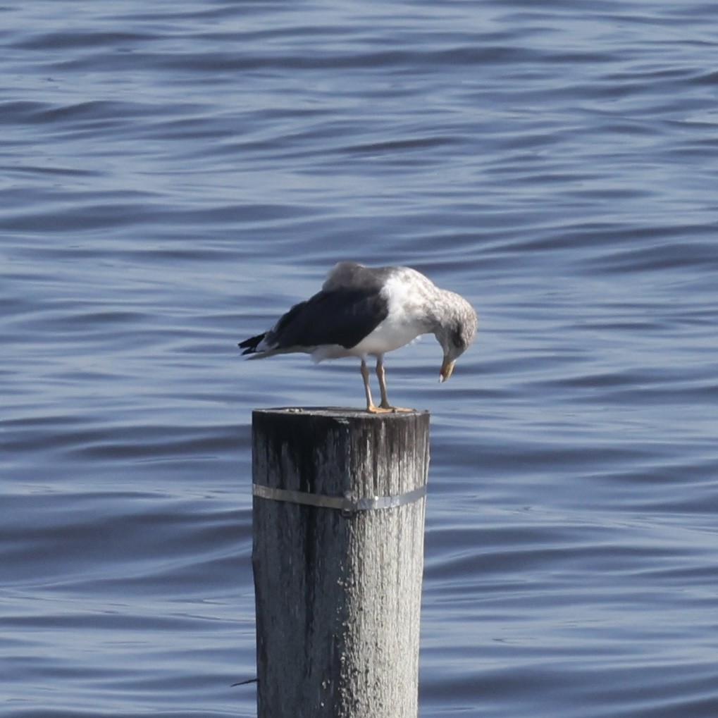 Lesser Black-backed Gull - ML645688029