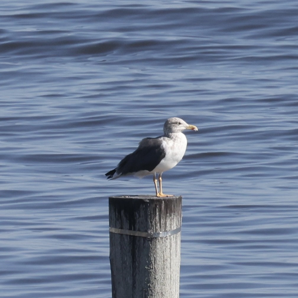 Lesser Black-backed Gull - ML645688030