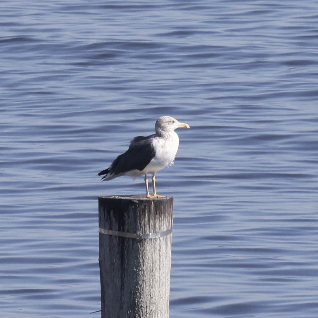 Lesser Black-backed Gull - ML645688031
