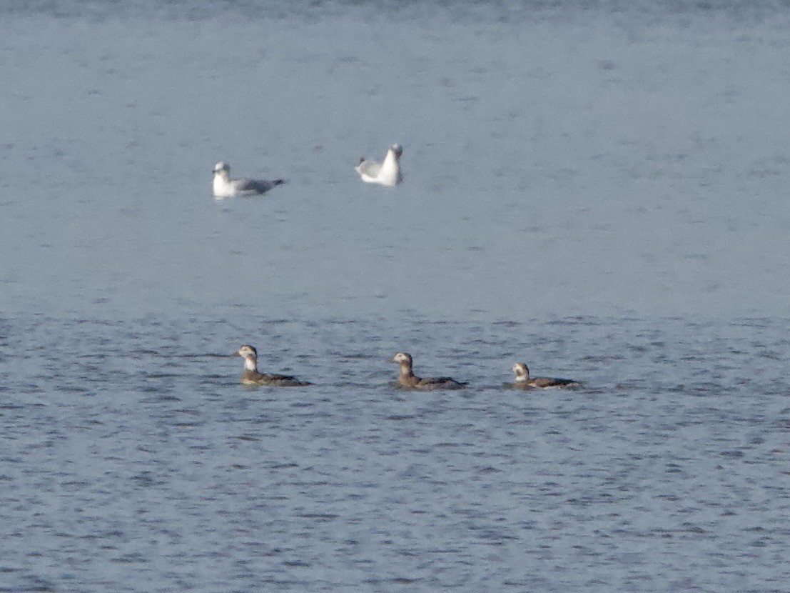 Long-tailed Duck - ML645688051