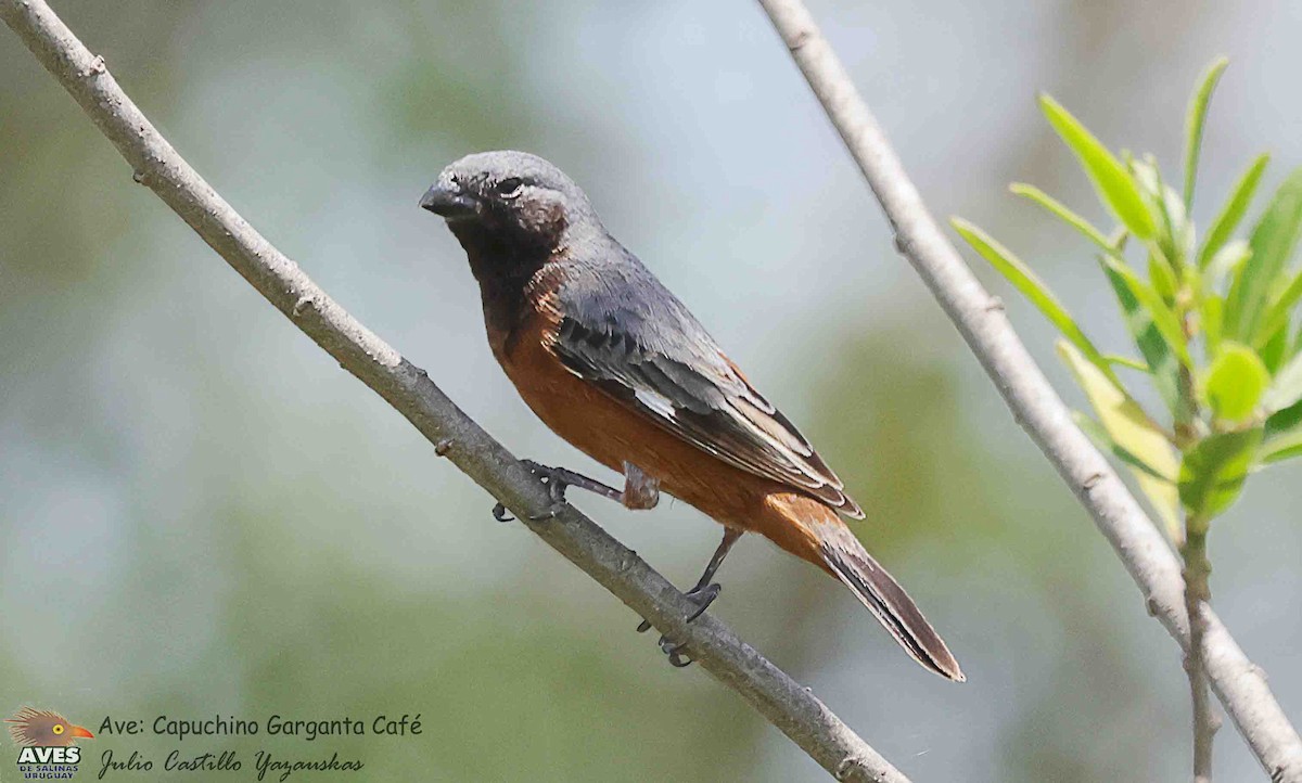 Dark-throated Seedeater - ML645688052
