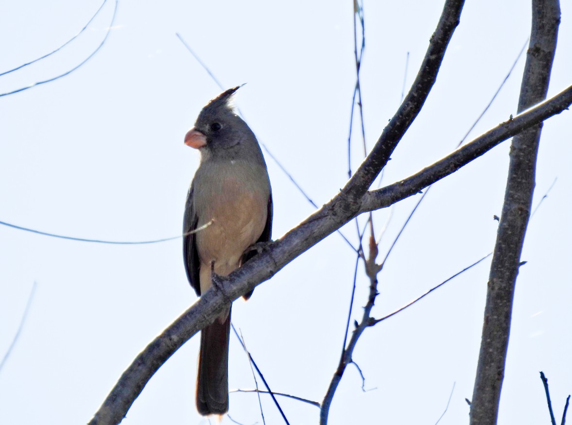 Pyrrhuloxia - ML645688083