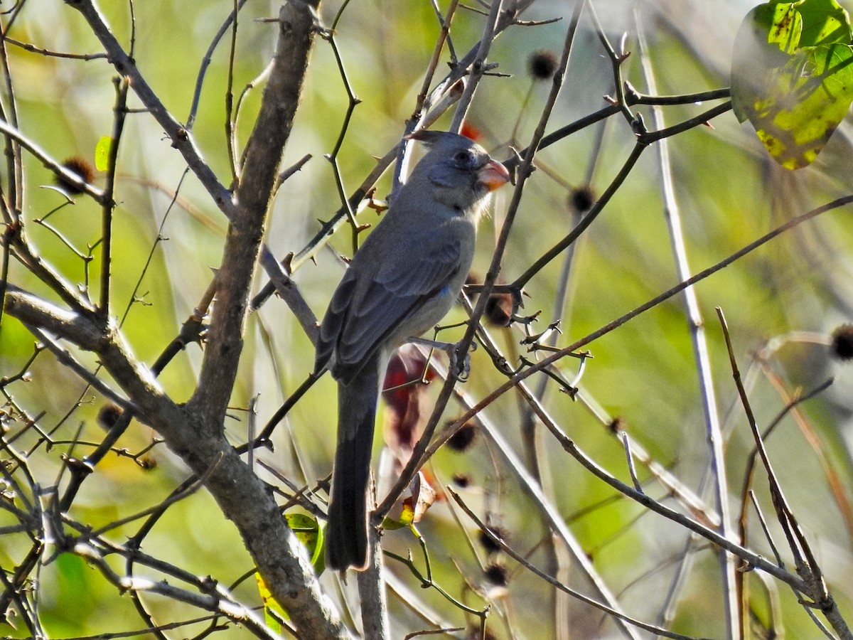 Pyrrhuloxia - ML645688086