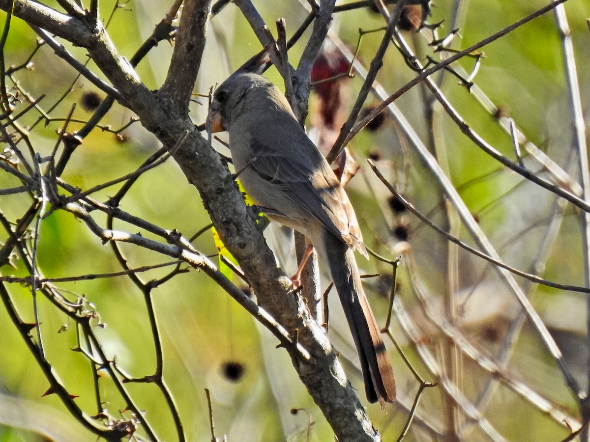 Pyrrhuloxia - ML645688087
