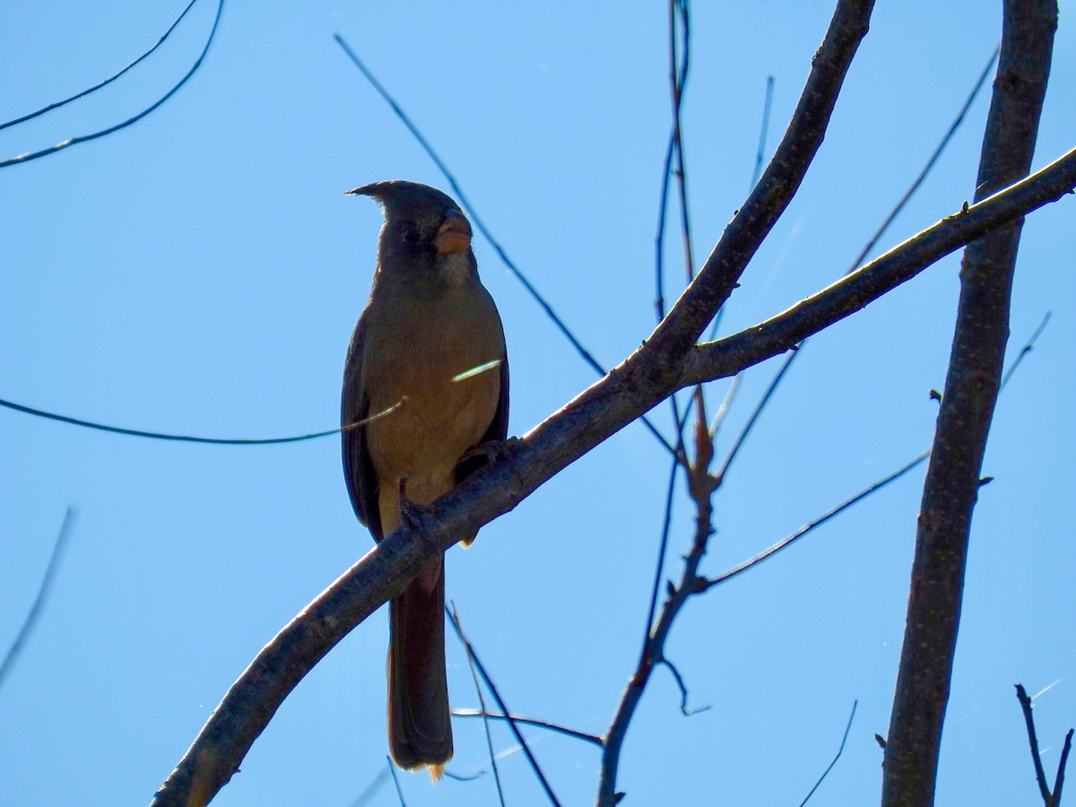 Pyrrhuloxia - ML645688088