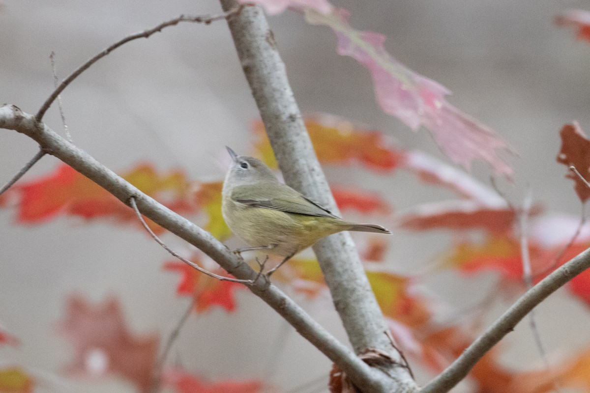 Orange-crowned Warbler - ML645688093
