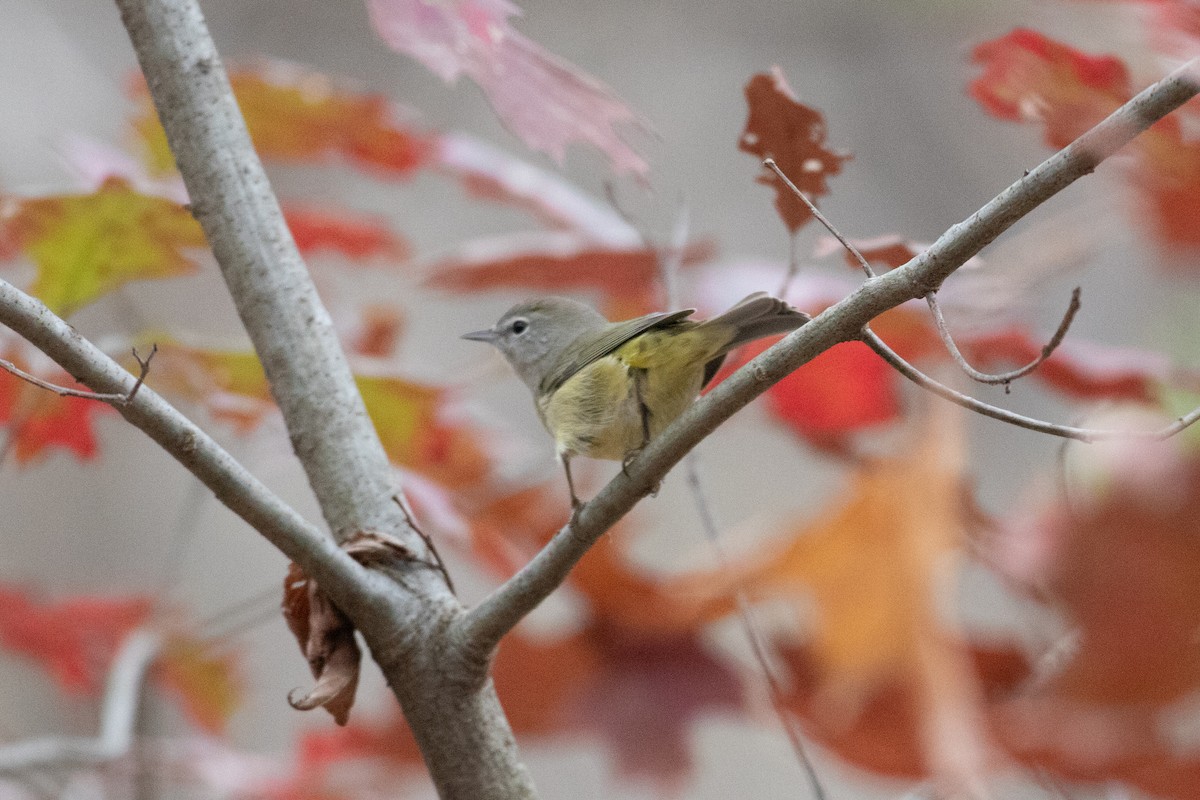 Orange-crowned Warbler - ML645688094