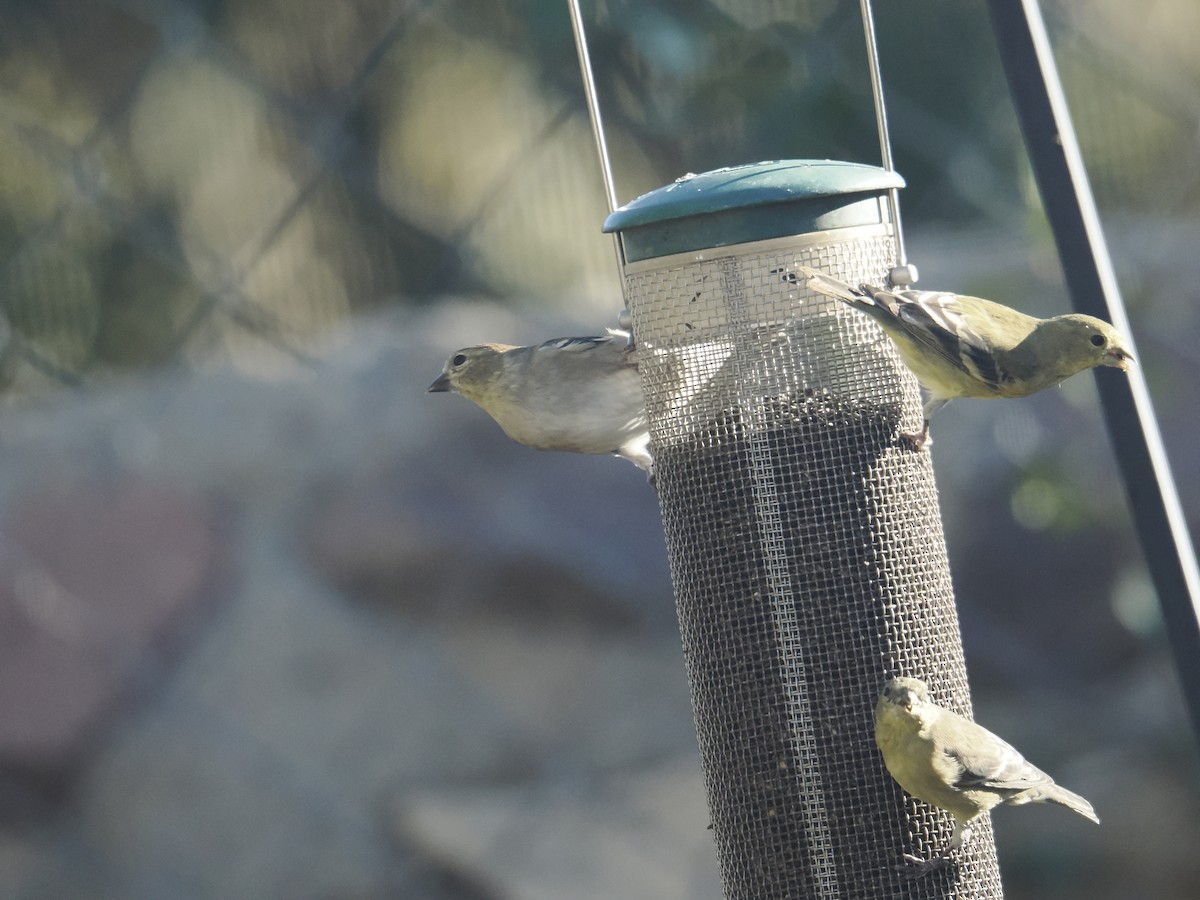 American Goldfinch - ML645688115