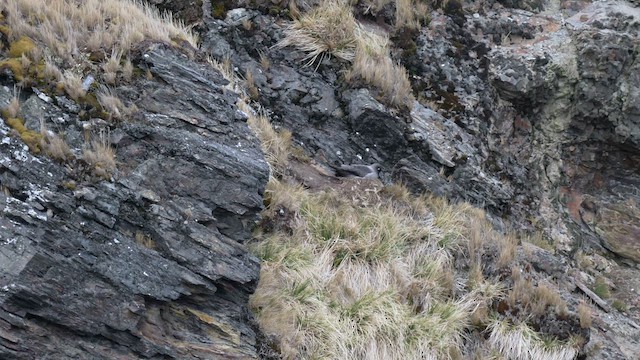 Light-mantled Albatross - ML645688121