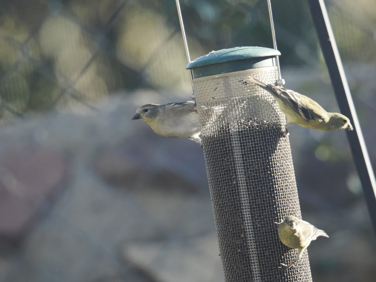 American Goldfinch - ML645688132