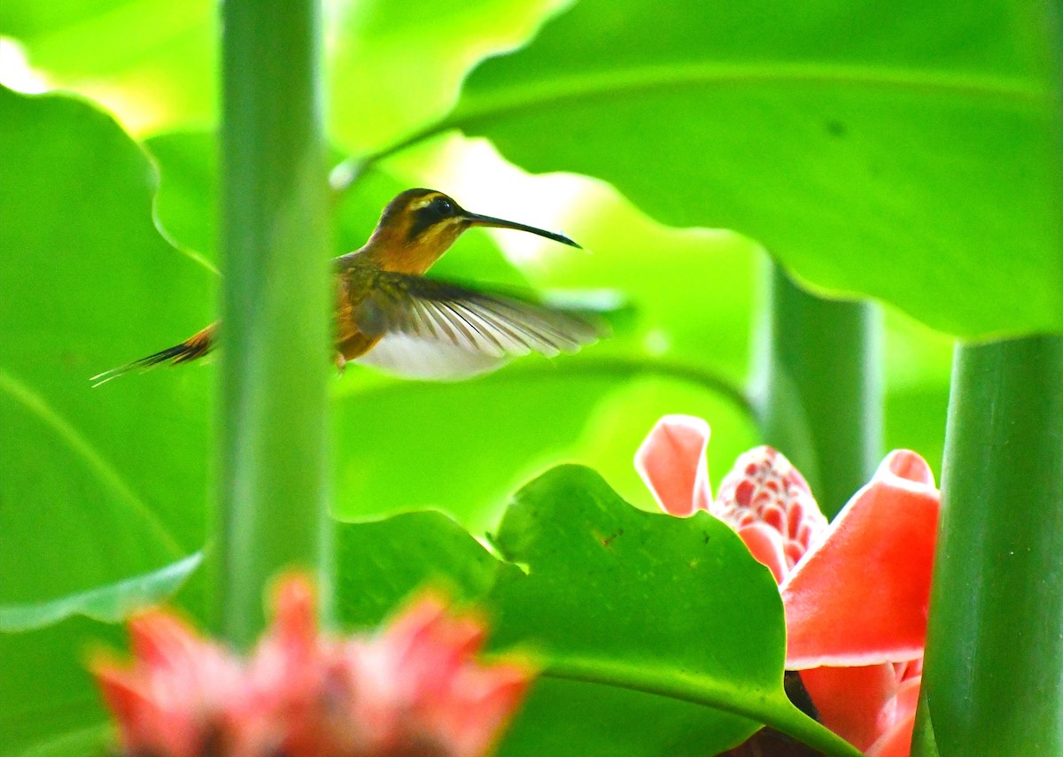 stripestrupeeremitt - ML645688153