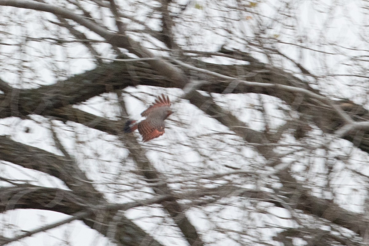 Altın Ağaçkakan [cafer grubu] - ML645688156