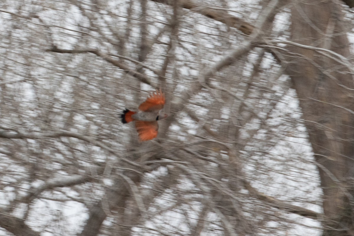 Altın Ağaçkakan [cafer grubu] - ML645688158