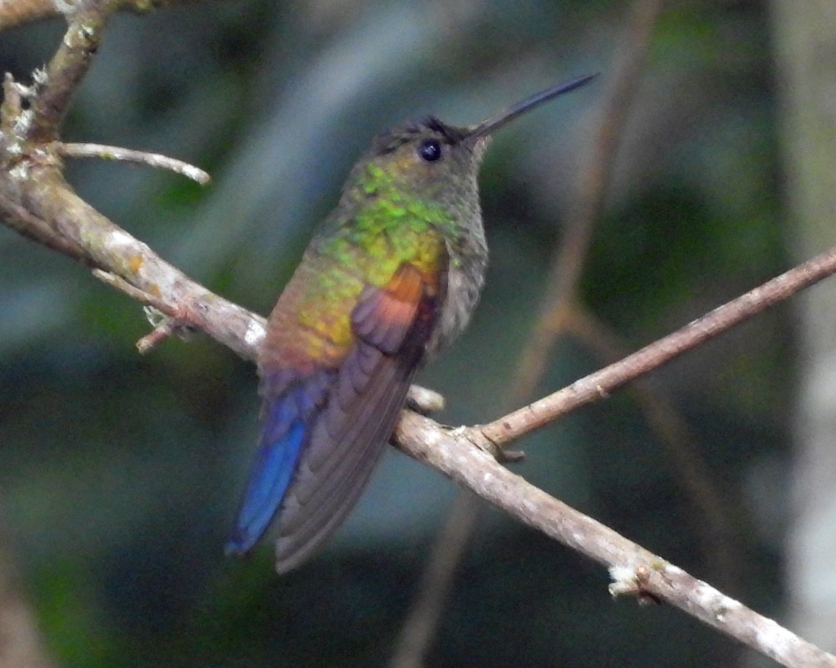 Blue-tailed Hummingbird - ML645688159