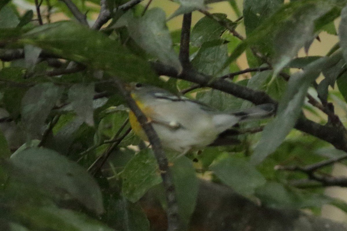 Northern Parula - ML645688160
