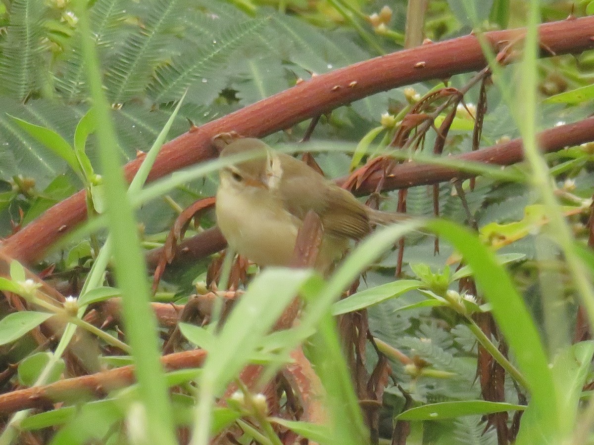 Plain Prinia - ML645688161