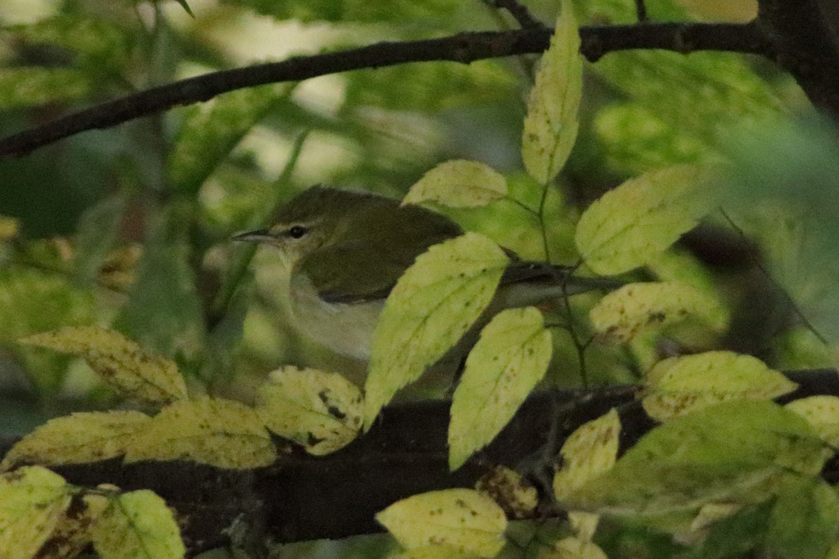 Червоїд світлобровий - ML645688162