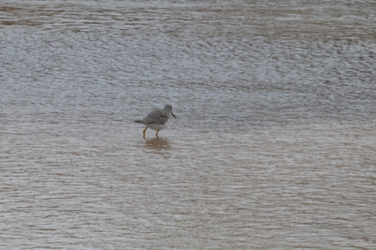 Greater Yellowlegs - ML645688174