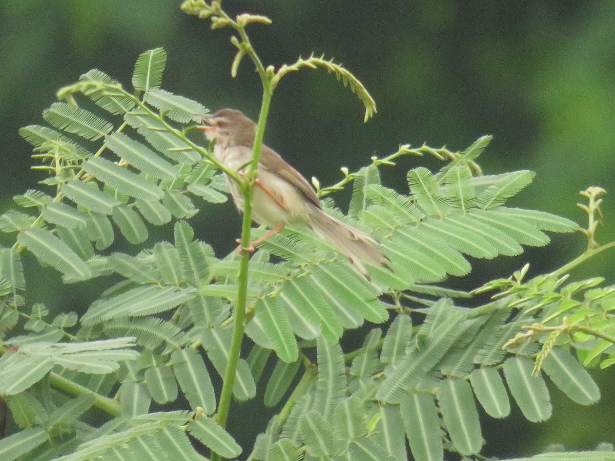 Plain Prinia - ML645688176