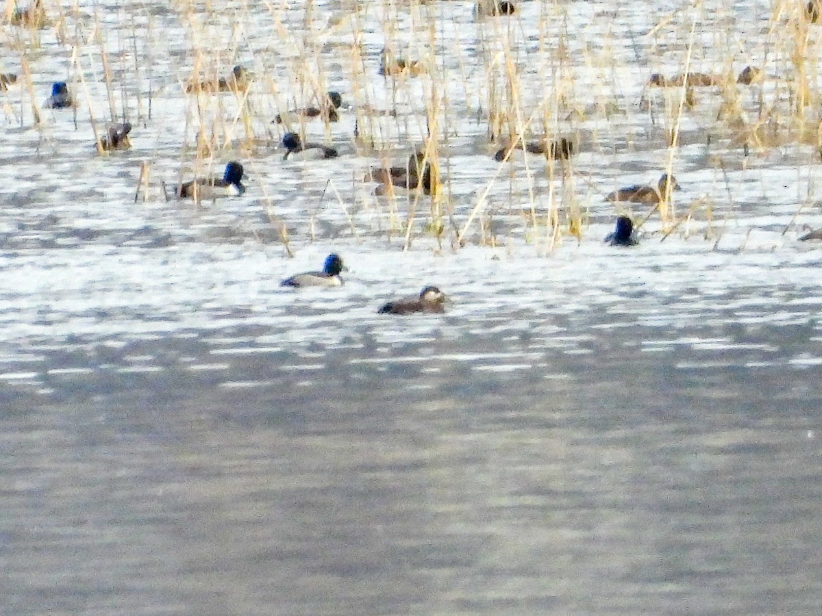 Surf Scoter - ML645688177