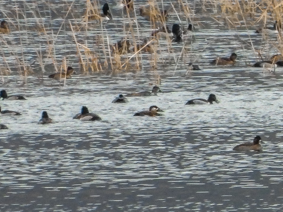 Surf Scoter - ML645688178