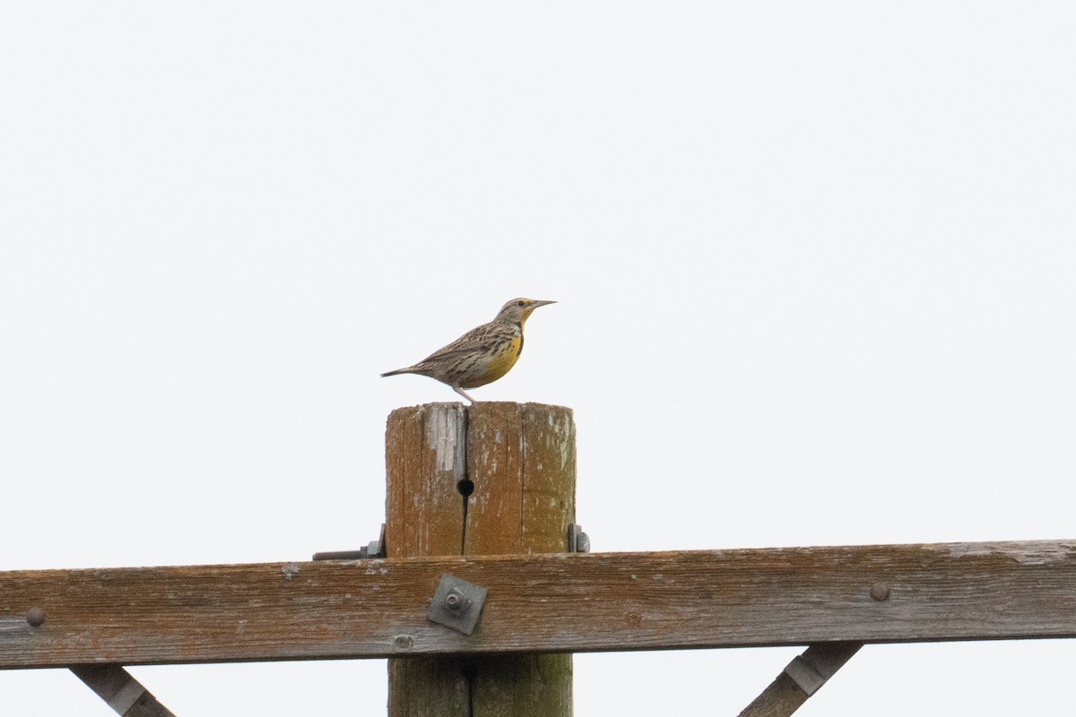Western Meadowlark - ML645688184
