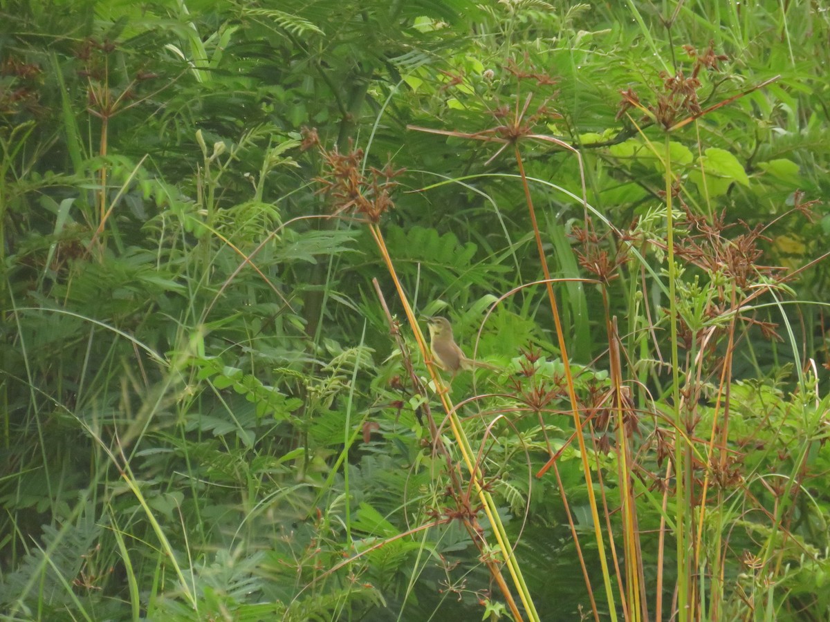 Yellow-bellied Prinia - ML645688190