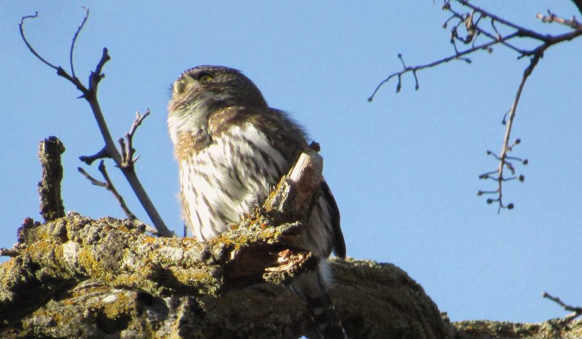 Northern Pygmy-Owl - ML645688195