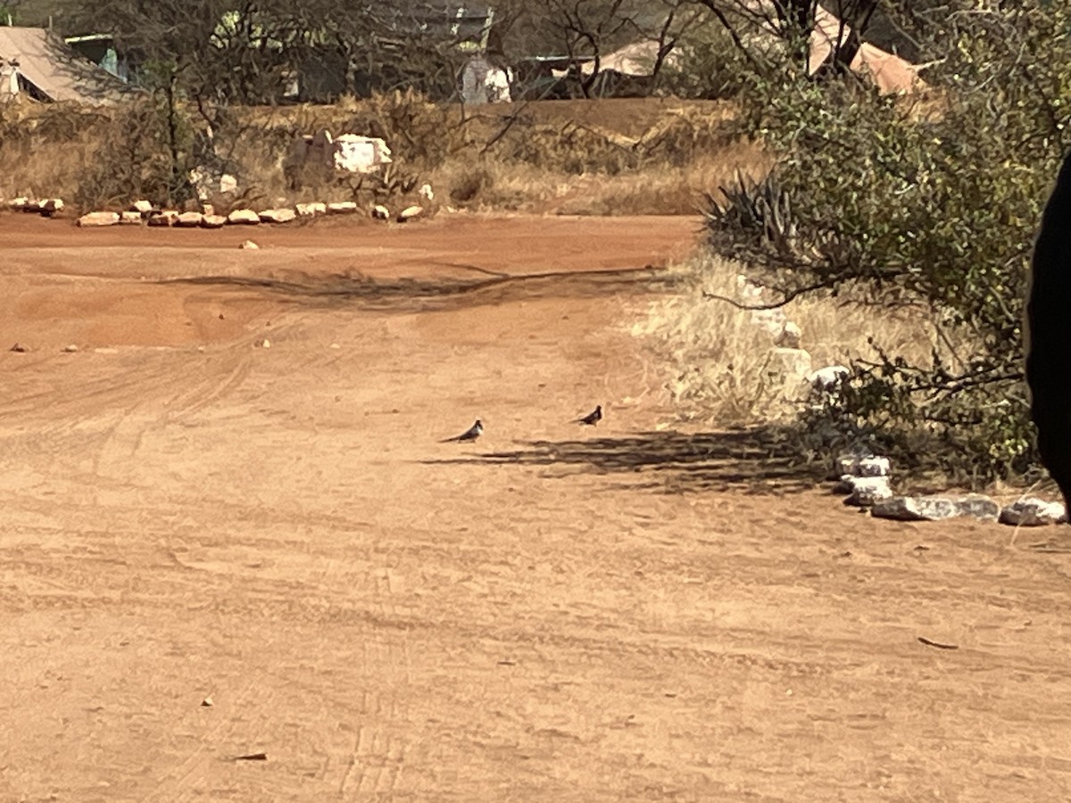 Namaqua Dove - ML645688201