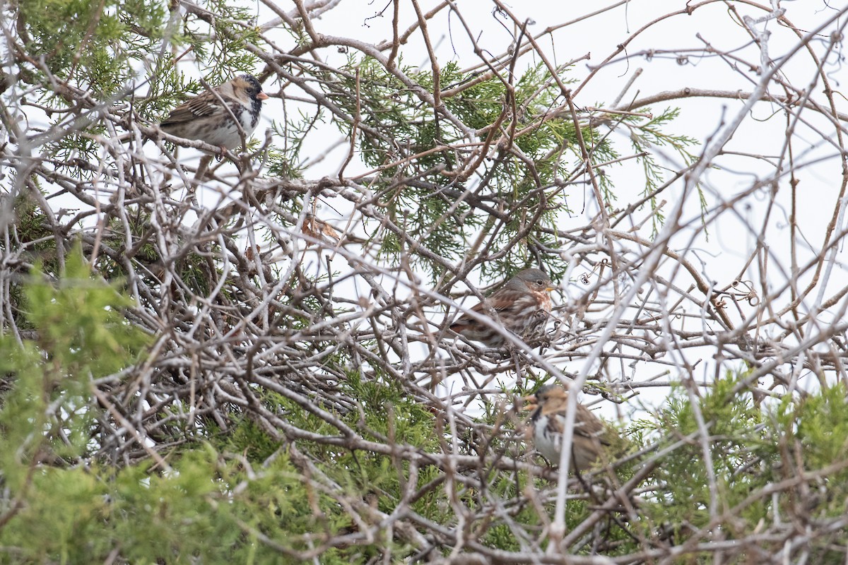 Harris's Sparrow - ML645688203