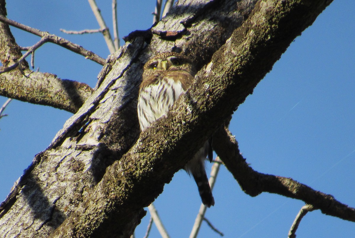 Northern Pygmy-Owl - ML645688204