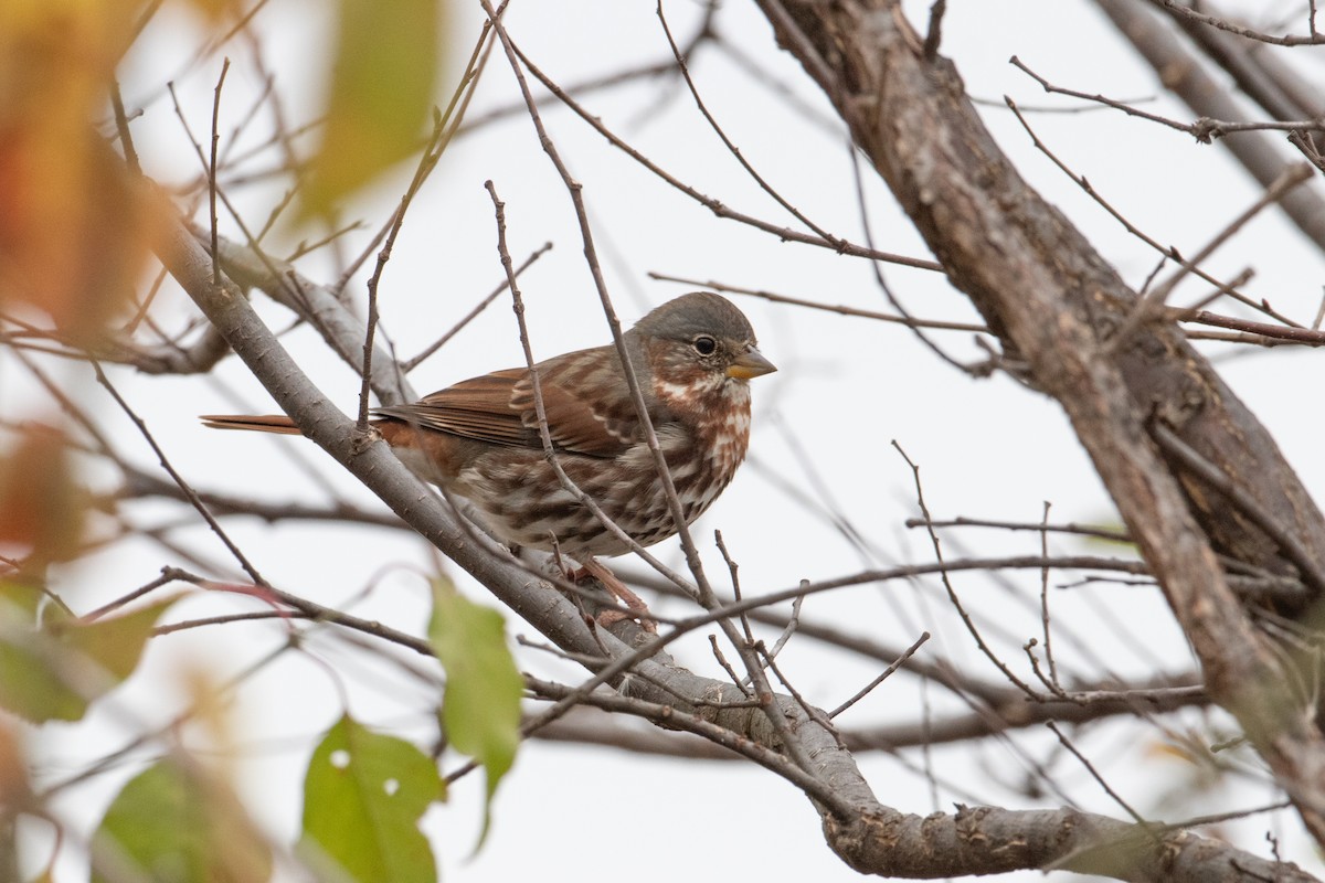 Fox Sparrow - ML645688207