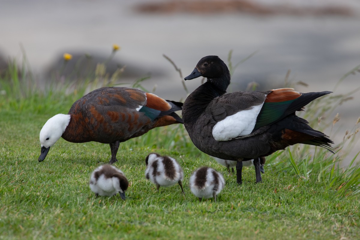 Tarro Maorí - ML645688218