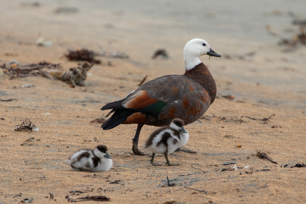 Tarro Maorí - ML645688219