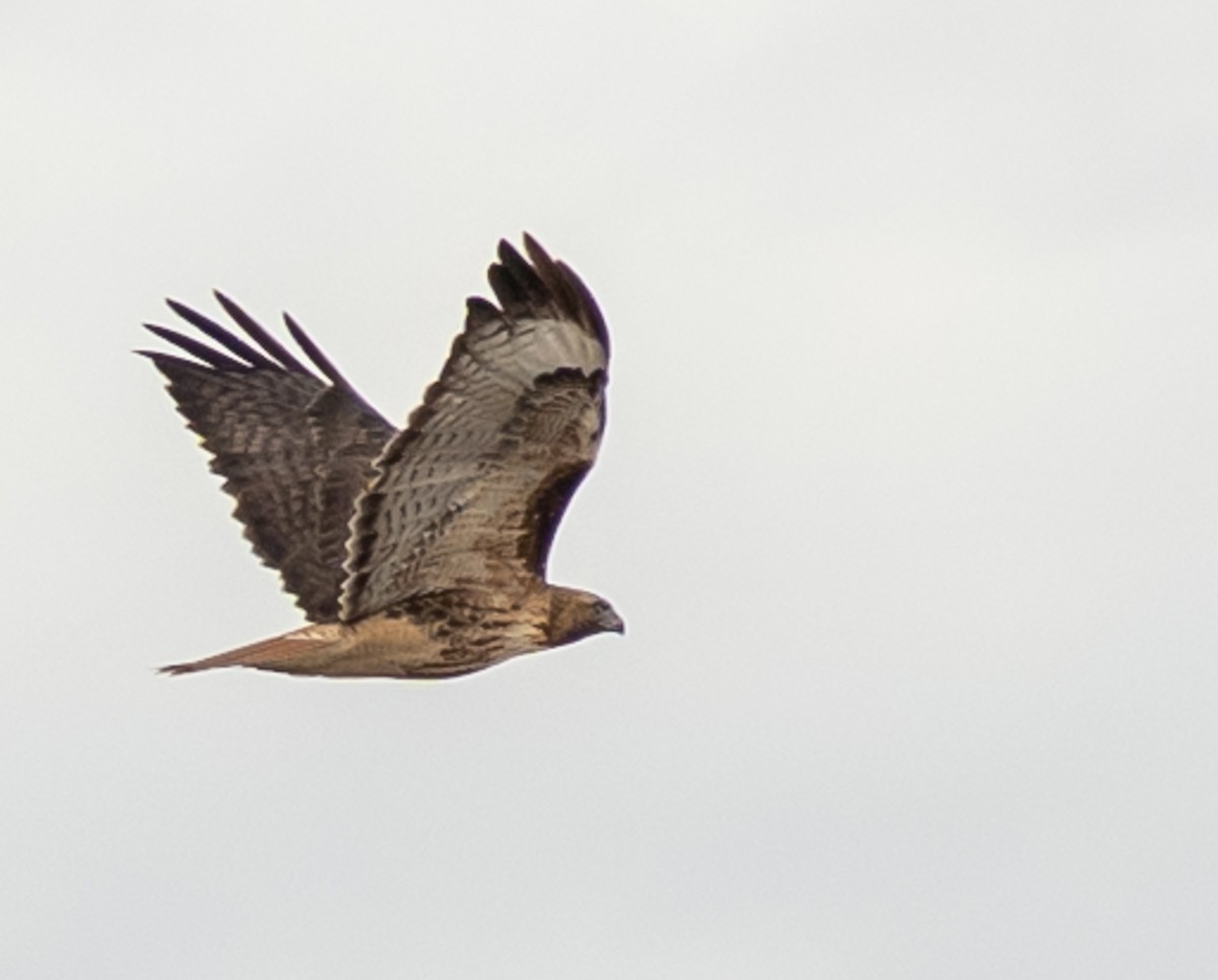 Red-tailed Hawk - ML645688220