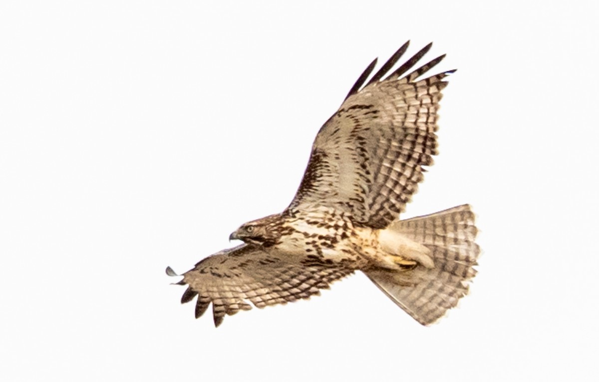 Red-tailed Hawk - ML645688221