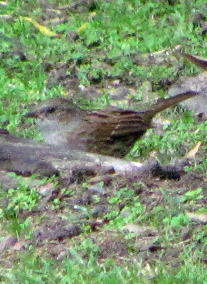 Dunnock - ML645688222