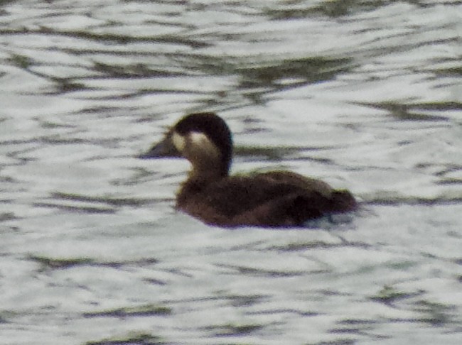 Surf Scoter - ML645688226