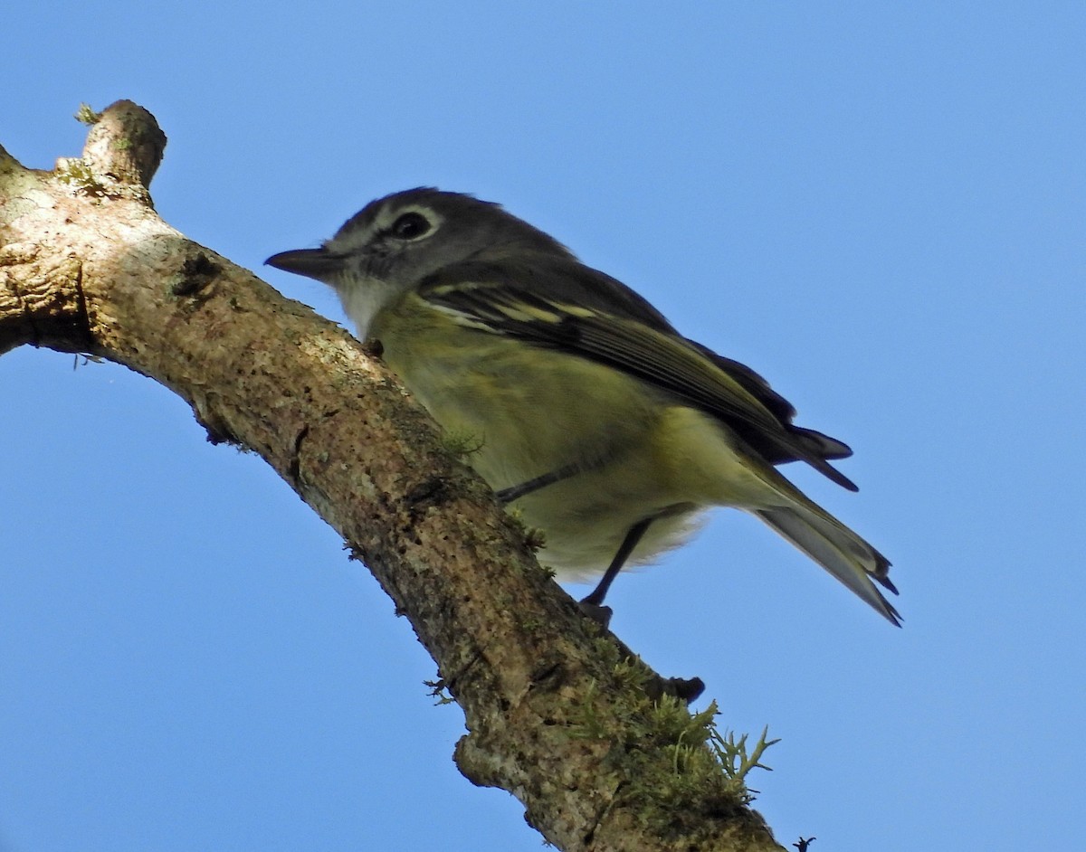 Blue-headed Vireo - ML645688227