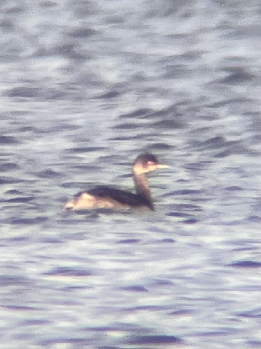 Schwarzhalstaucher - ML645688240